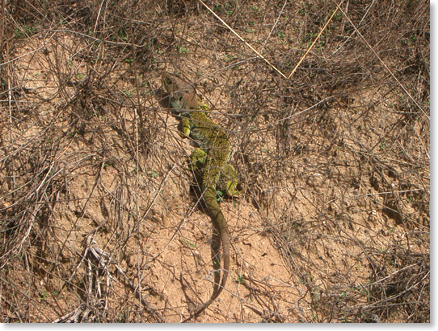 lagarto_peq